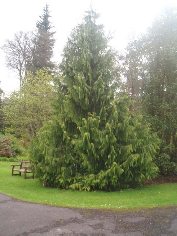 BENMORE (YOUNGER BOTANIC GARDEN)