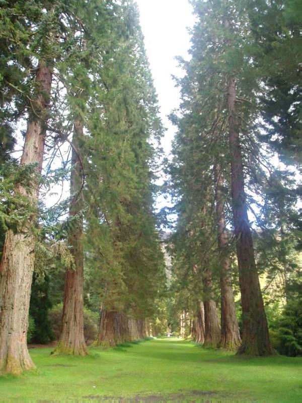 BENMORE (YOUNGER BOTANIC GARDEN)