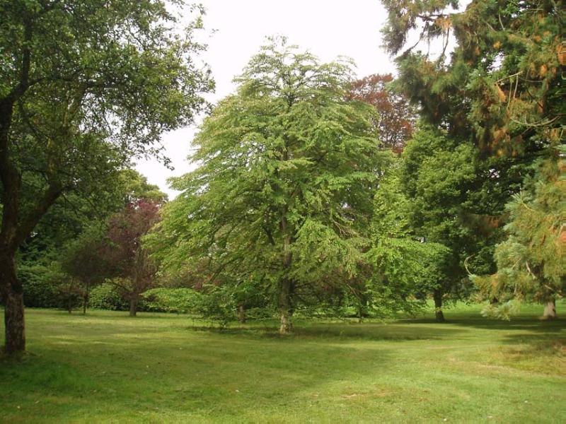 BRECHIN CASTLE