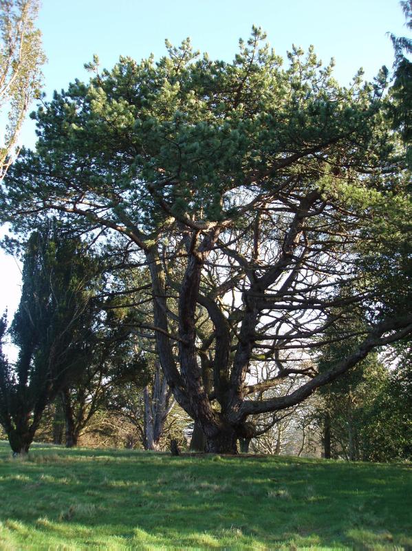 DUNDAS CASTLE
