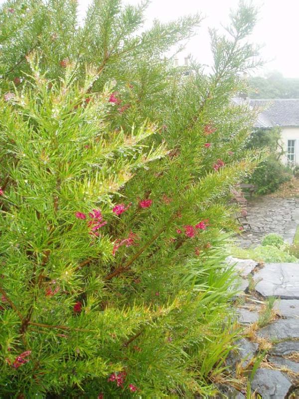 COLONSAY HOUSE