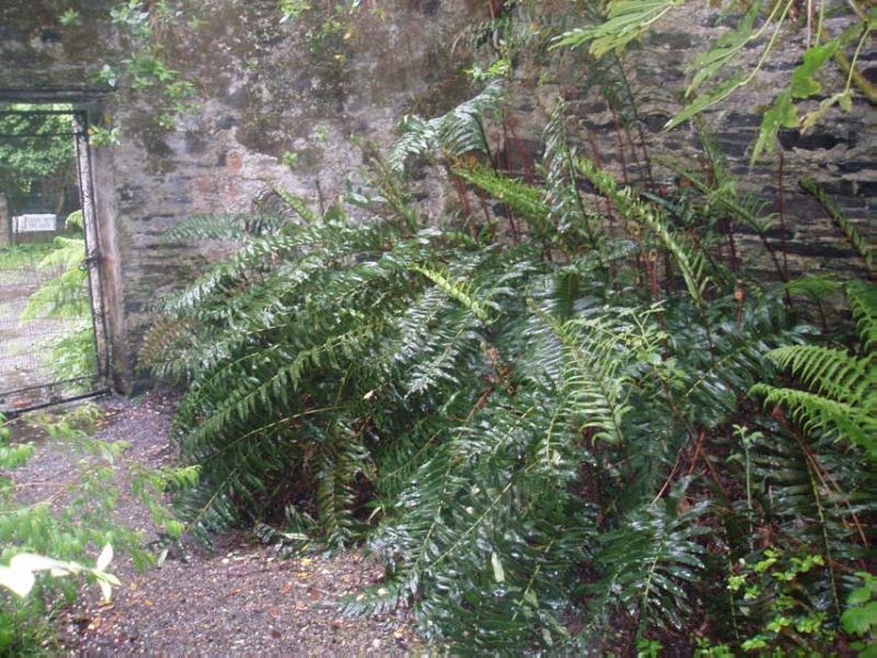 COLONSAY HOUSE