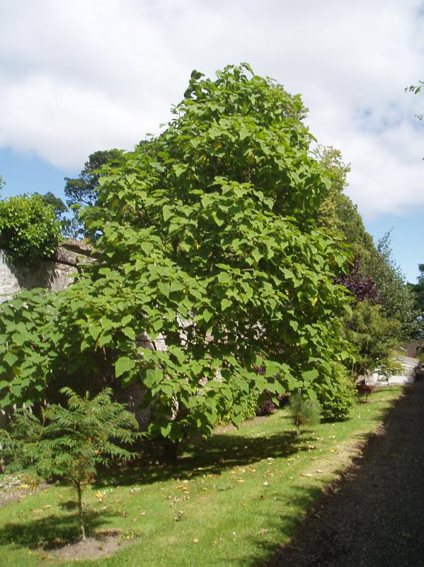 CRAIG HOUSE