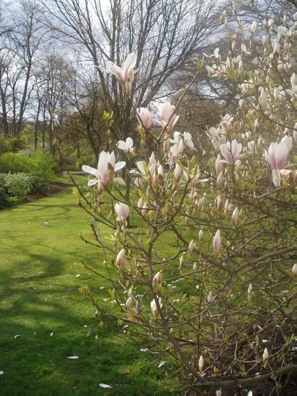 GLASGOW BOTANIC GARDENS