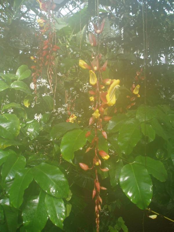 GLASGOW BOTANIC GARDENS