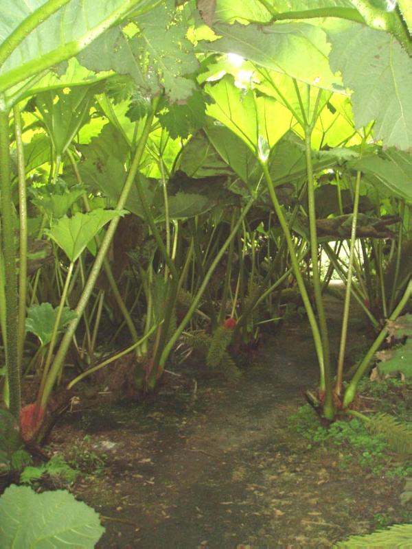 LOGAN BOTANIC GARDEN