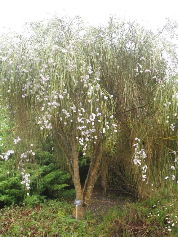 LOGAN BOTANIC GARDEN