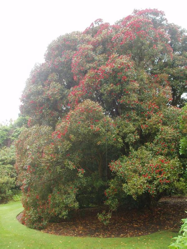 LOGAN BOTANIC GARDEN