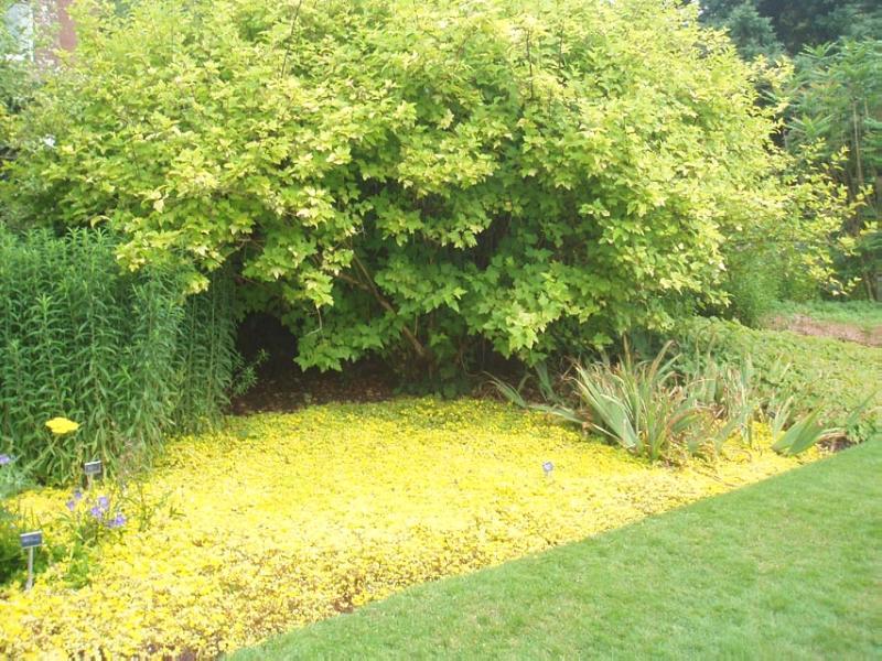 THREAVE GARDENS