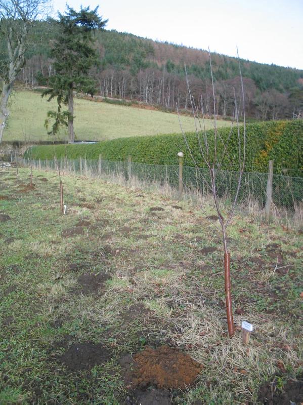 PLUSCARDEN ABBEY (PRIORY)