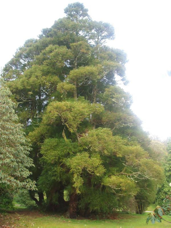 MOUNT STUART (KIRRIENIVEN)