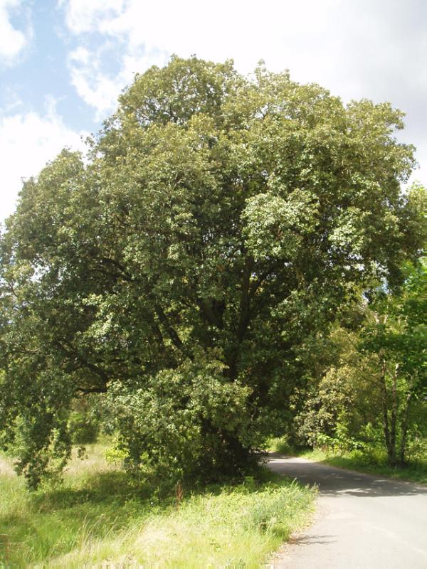 ROSSDHU