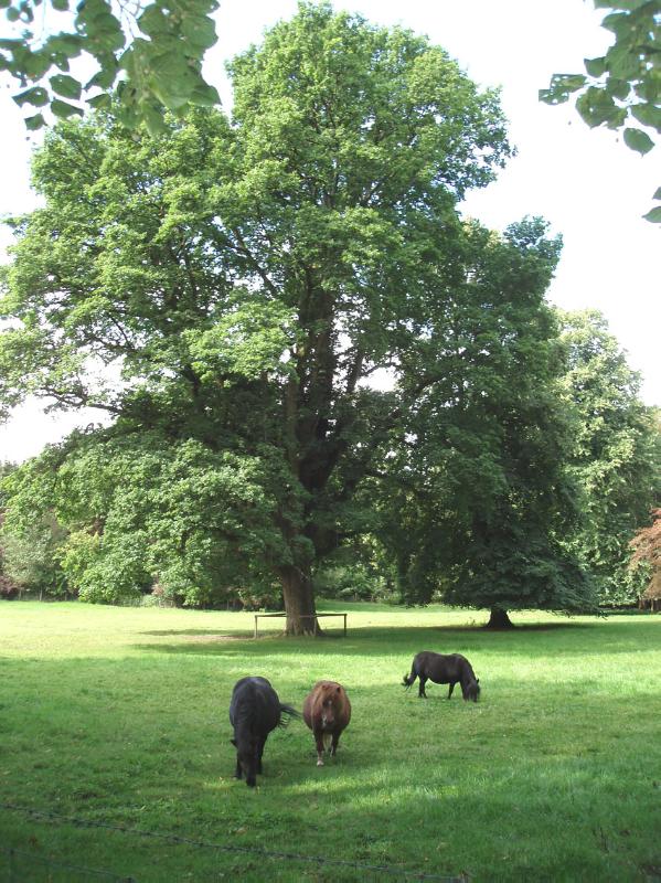 THE ROMAN CAMP