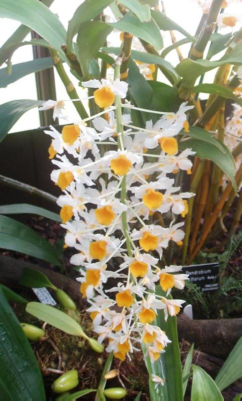 GLASGOW BOTANIC GARDENS