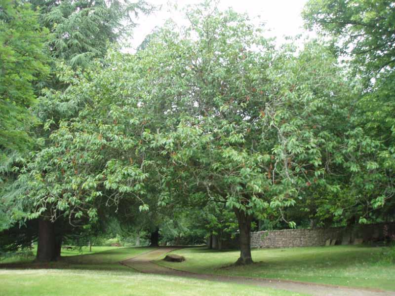 DRYBURGH ABBEY