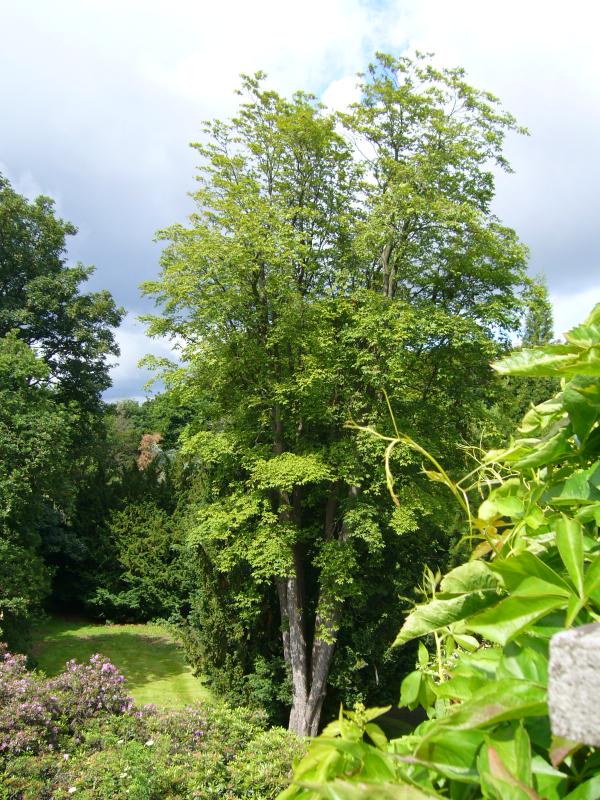 Specimen Hickory tree