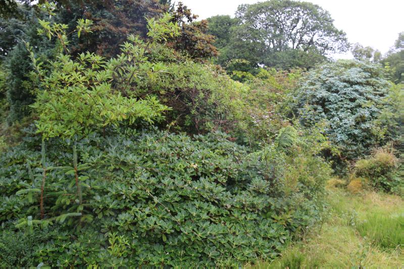Barnhourie Mill with rhododendron species and trees to rear on cloudy day. 