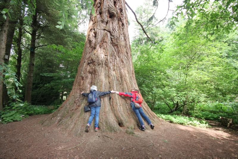 Cluny House champion redwood tree, looking northwest, during daytime, within green foliage to left and right. 