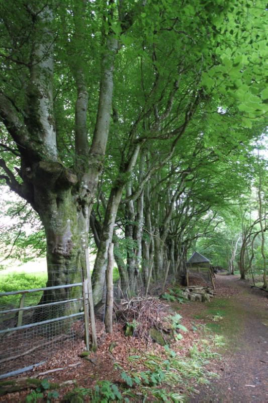 : Cluny House, looking northeast, during daytime, within a wood. 