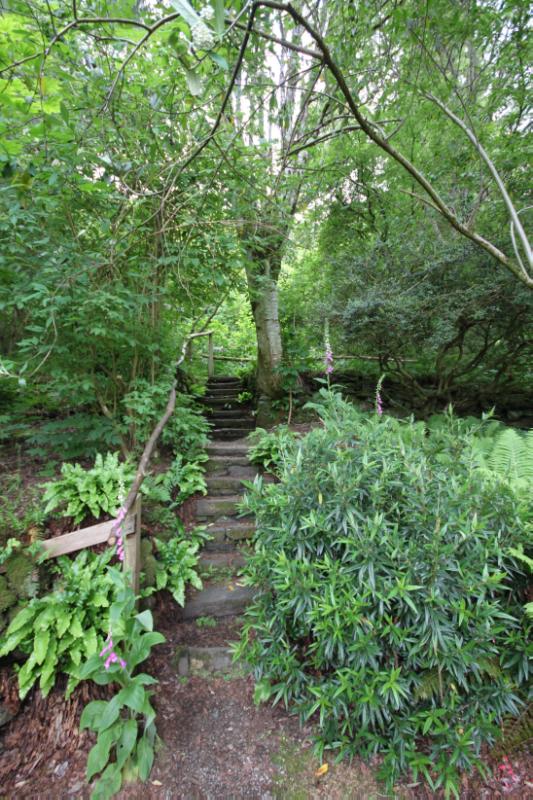 Cluny House, central path and steps green foliage to left and right. 