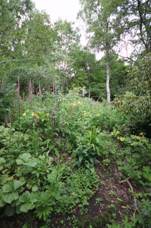 Cluny House, flowers and green foliage, surrounded by trees.
