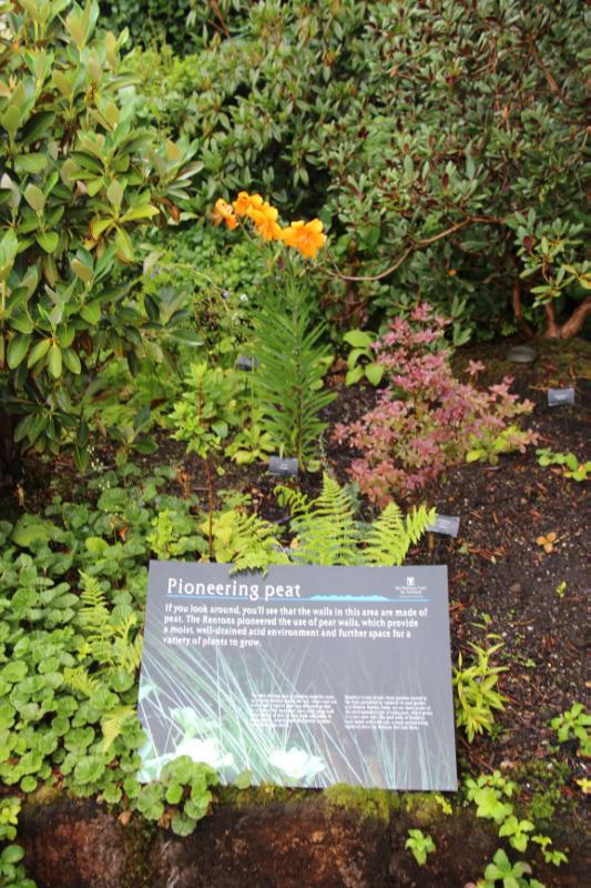  Branklyn, peat blocks to edge shrub beds. Lilies and dwarf rhododendrons. 