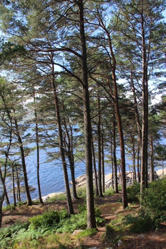 Scots pine woodland in Lochalsh Woodland Garden, on a clear day, with background view of sea inlet of Loch Alsh