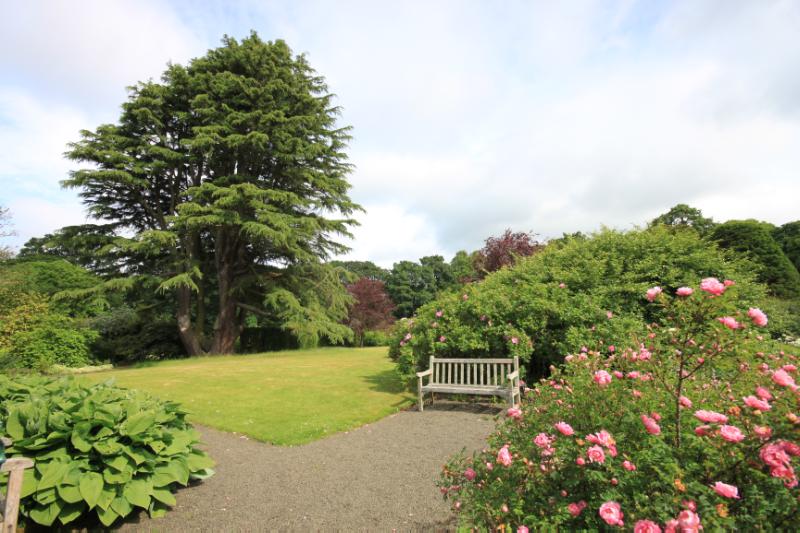 Malleny walled garden, looking northwest towards the Atlas cedar, with heritage roses in the foreground, during daytime, on clear day with blue sky and white clouds.