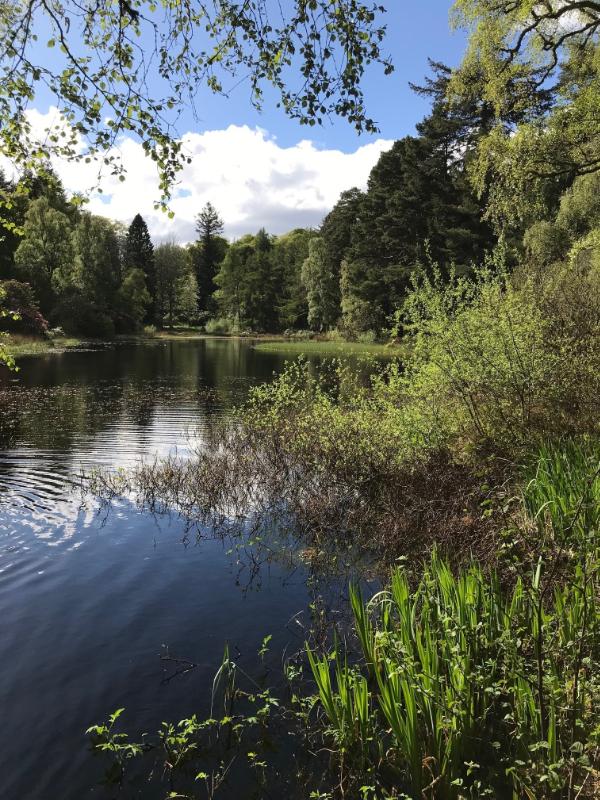 The old pond, Blackhills garden, looking northwest. Clear day. Reflections on the water. Trees around the pond. 