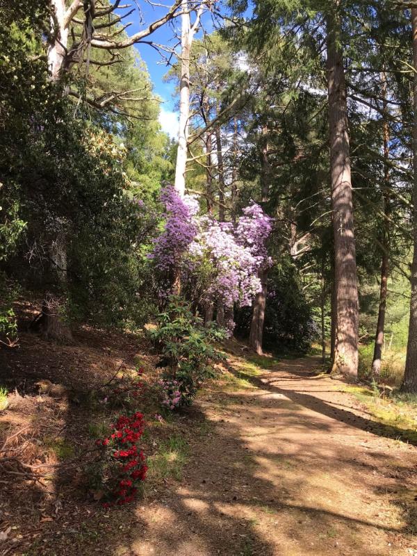 Path through rhododendrons and trees, on a sunny day.