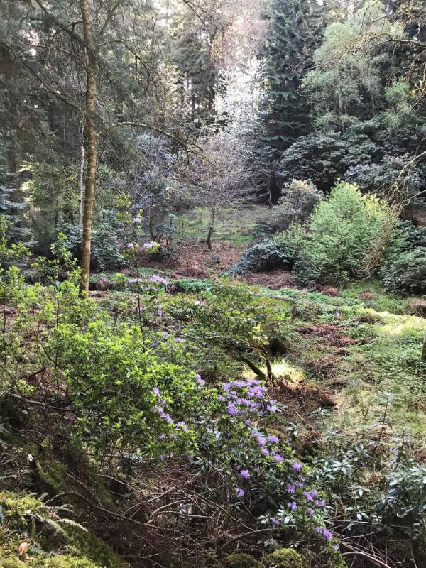 Rhododendrons, trees and the Blackhills Burn, meandering through the valley floor, on a sunny day. 