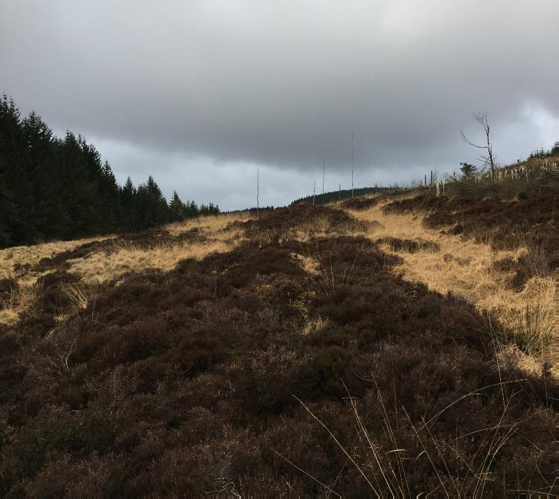 Roman road and fortlet, March Burn to Little Clyde, looking west during daytime, on an overcast day