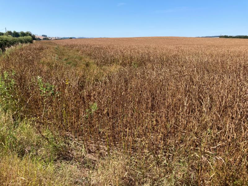 General view across the site of the monument looking southwest during daytime, on clear day with blue sky.  