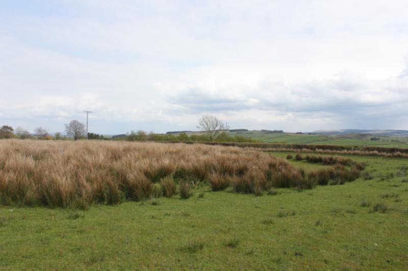 : Two henges, 175m NE and 410m WSW of Lindston House, looking north-east over the southwestern henge. The ditch is visible as a curving reed filled feature.