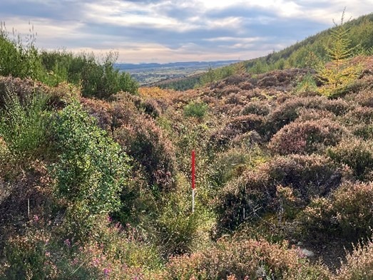 Creag an Fhithich, ditch looking west during daytime, on a clear day with blue sky and white clouds, centre of image with 1m ranging rod for scale. 